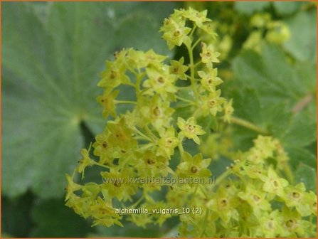 Alchemilla vulgaris | Vrouwenmantel