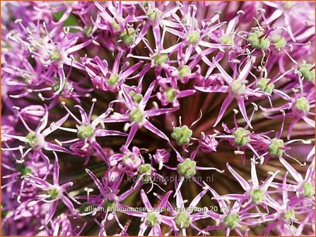 Allium aflatunense &#039;Purple Sensation&#039; | Sierui, Look