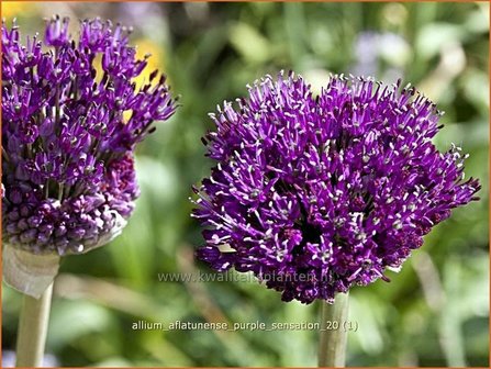 Allium aflatunense &#039;Purple Sensation&#039; | Sierui, Look