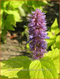 Agastache rugosa 'Golden Jubilee' | Dropplant, Anijsnetel
