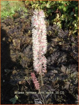 Actaea ramosa &#039;Pink Spike&#039; | Zilverkaars, Christoffelkruid
