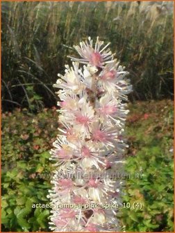 Actaea ramosa &#039;Pink Spike&#039; | Zilverkaars, Christoffelkruid