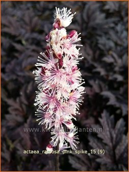 Actaea ramosa &#039;Pink Spike&#039; | Zilverkaars, Oktoberkaars, Christoffelkruid