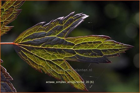 Actaea simplex &#039;Atropurpurea&#039; | Zilverkaars, Christoffelkruid