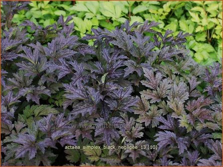 Actaea simplex &#039;Black Negligee&#039; | Zilverkaars, Christoffelkruid