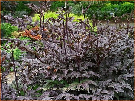 Actaea simplex &#039;Black Negligee&#039; | Zilverkaars, Christoffelkruid