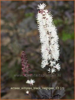 Actaea simplex &#039;Black Negligee&#039; | Zilverkaars, Christoffelkruid