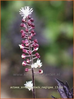 Actaea simplex &#039;Black Negligee&#039; | Zilverkaars, Christoffelkruid
