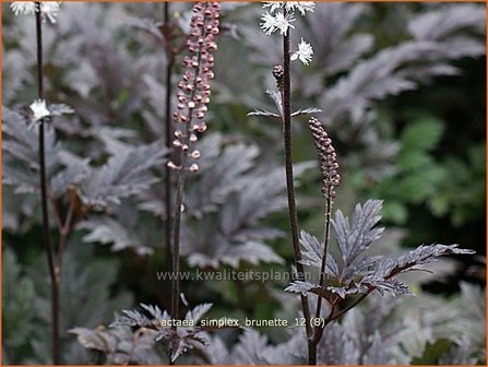 Actaea simplex &#039;Brunette&#039; | Zilverkaars, Christoffelkruid