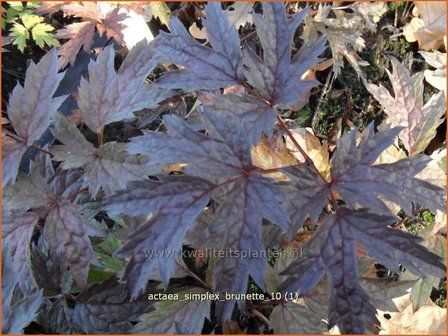 Actaea simplex &#039;Brunette&#039; | Zilverkaars, Christoffelkruid