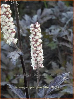 Actaea simplex &#039;Brunette&#039; | Zilverkaars, Christoffelkruid