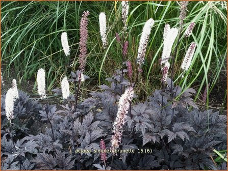 Actaea simplex &#039;Brunette&#039; | Zilverkaars, Oktoberkaars, Christoffelkruid