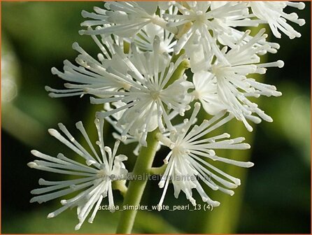 Actaea simplex &#039;White Pearl&#039; | Zilverkaars, Christoffelkruid