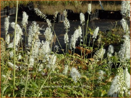 Actaea simplex &#039;White Pearl&#039; | Zilverkaars, Christoffelkruid