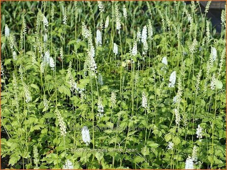 Actaea simplex &#039;White Pearl&#039; | Zilverkaars, Christoffelkruid