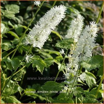 Actaea simplex &#039;White Pearl&#039; | Zilverkaars, Christoffelkruid