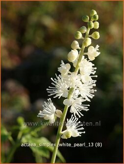 Actaea simplex &#039;White Pearl&#039; | Zilverkaars, Christoffelkruid