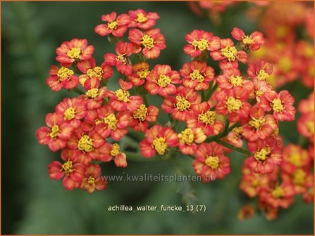 Achillea &#039;Walter Funcke&#039; | Duizendblad