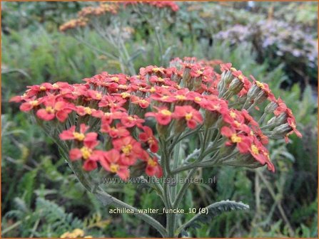 Achillea &#039;Walter Funcke&#039; | Duizendblad