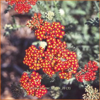 Achillea &#039;Walter Funcke&#039; | Duizendblad