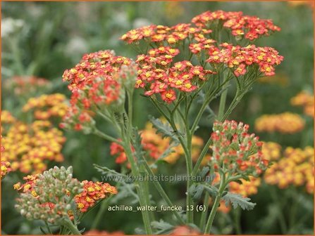 Achillea &#039;Walter Funcke&#039; | Duizendblad