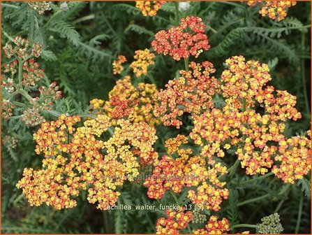 Achillea &#039;Walter Funcke&#039; | Duizendblad