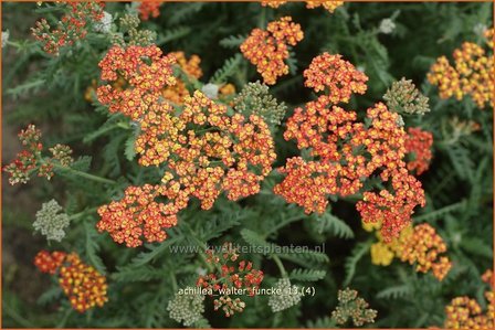 Achillea &#039;Walter Funcke&#039; | Duizendblad