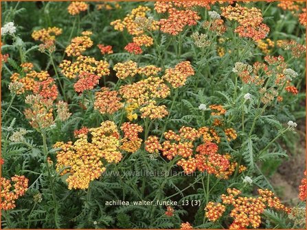 Achillea &#039;Walter Funcke&#039; | Duizendblad