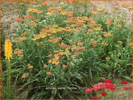 Achillea &#039;Walter Funcke&#039; | Duizendblad