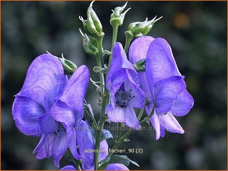 Aconitum fischeri | Monnikskap