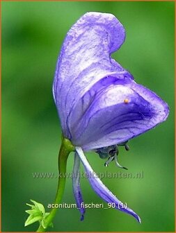 Aconitum fischeri | Monnikskap