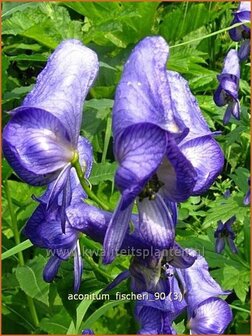 Aconitum fischeri | Monnikskap