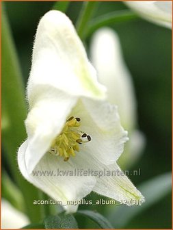 Aconitum napellus &#039;Album&#039; | Monnikskap | Gew&ouml;hnlicher Eisenhut