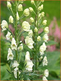 Aconitum napellus &#039;Album&#039; | Monnikskap | Gew&ouml;hnlicher Eisenhut