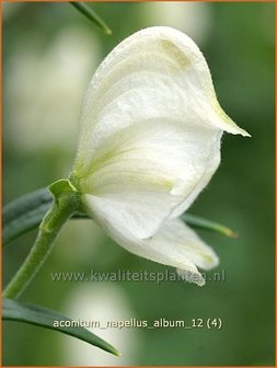 Aconitum napellus &#039;Album&#039; | Monnikskap | Gew&ouml;hnlicher Eisenhut