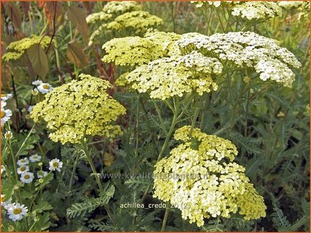 Achillea 'Credo' | Duizendblad