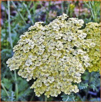 Achillea 'Credo' | Duizendblad