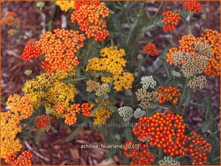 Achillea &#039;Feuerland&#039; | Duizendblad