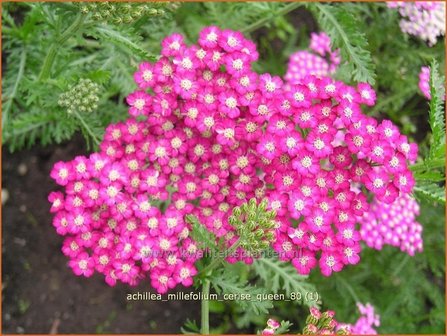 Achillea millefolium &#039;Cerise Queen&#039; | Duizendblad | Gew&ouml;hnliche Schafgarbe | California yarrow