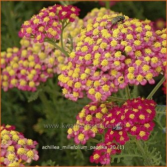 Achillea millefolium &#039;Paprika&#039; | Duizendblad