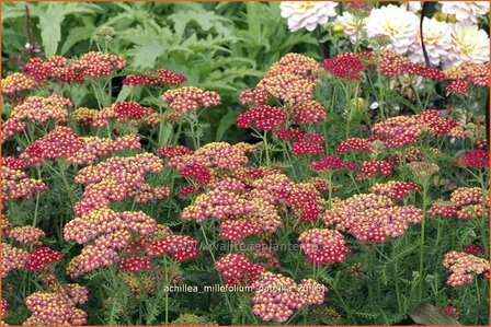 Achillea millefolium &#039;Paprika&#039; | Duizendblad