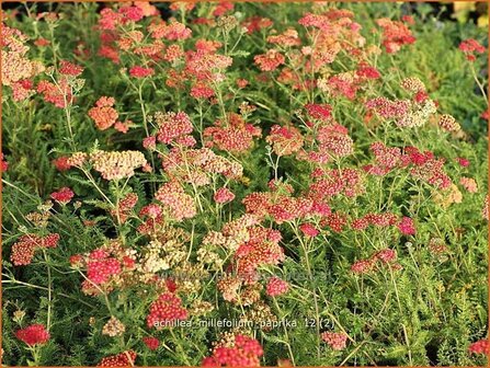 Achillea millefolium &#039;Paprika&#039; | Duizendblad