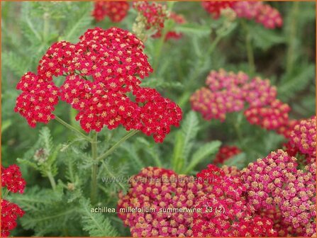 Achillea millefolium &#039;Summerwine&#039; | Duizendblad