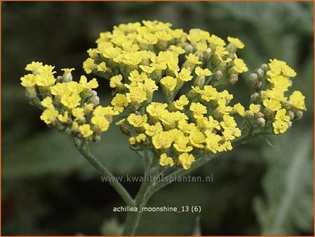 Achillea &#039;Moonshiane&#039; | Duizendblad