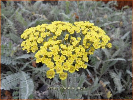 Achillea &#039;Moonshiane&#039; | Duizendblad