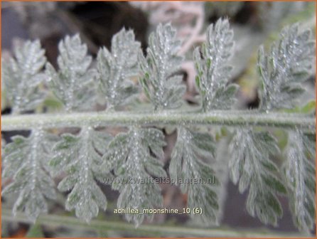 Achillea &#039;Moonshine&#039; | Duizendblad