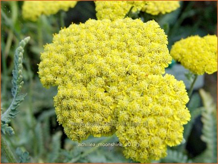 Achillea &#039;Moonshiane&#039; | Duizendblad