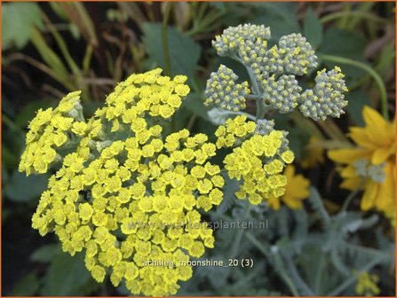 Achillea &#039;Moonshine&#039; | Duizendblad