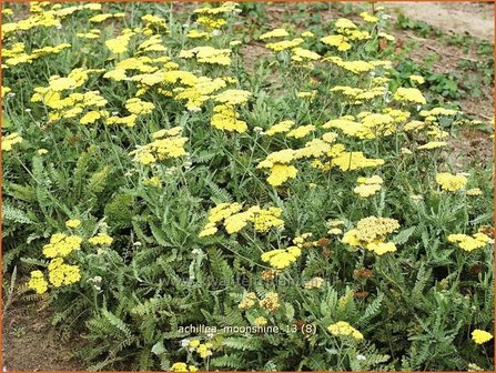 Achillea &#039;Moonshiane&#039; | Duizendblad