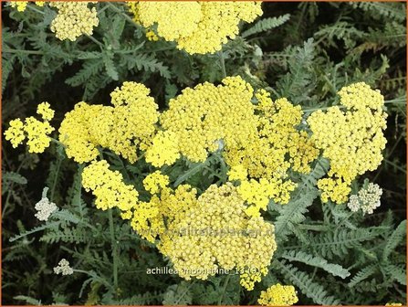 Achillea &#039;Moonshiane&#039; | Duizendblad